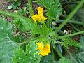 2009-0830-1640_Courgette_17,4C
